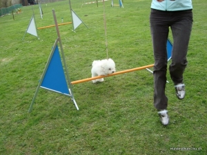 Little Dog Training April 2010